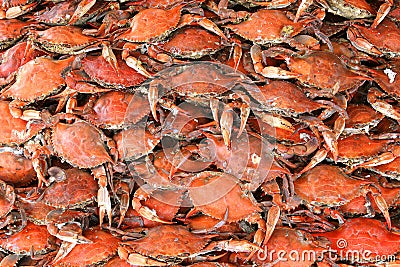 Cooked Crabs Stock Photo