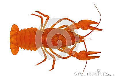 Cooked crayfish Stock Photo