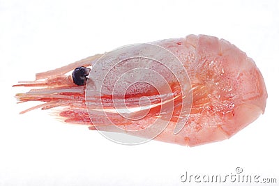 Cooked prawn snack. Stock Photo