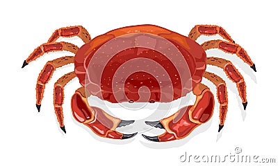 Cooked red crab, partan. Prepared steamed or boiled crustacean. Vector Illustration