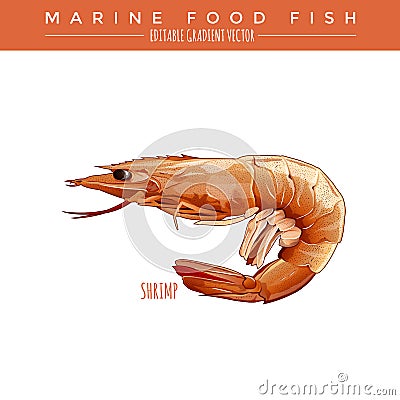 Cooked Shrimp. Marine Food Fish Vector Illustration