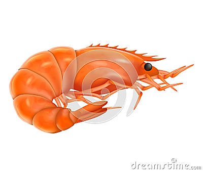 Cooked shrimp realistic vector illustration. Boiled shrimp isolated on a white background. Vector Illustration