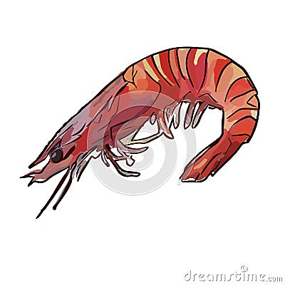 Cooked uncooked shrimp Vector Illustration