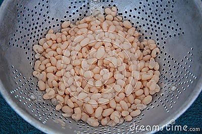 Cooked white navy beans in collander Stock Photo