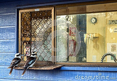 Cookhouse with two Australian kookaburras waiting for supper near the outside window Stock Photo
