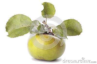 Cooking apple Stock Photo