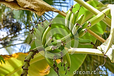 Cooking banana, Rulo, This fruit is like a green Platano but more smaller. Stock Photo
