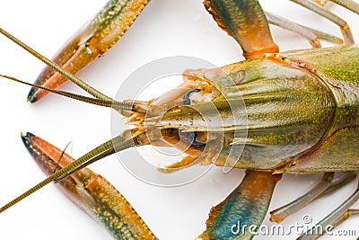 Cooking freshwater lobster. Stock Photo