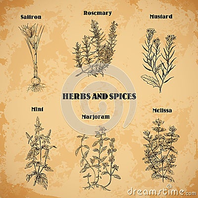 Cooking herbs and spices. Rosemary,saffron, mustard, mint, marjoram, melissa. Retro hand drawn vector illustration. Vector Illustration