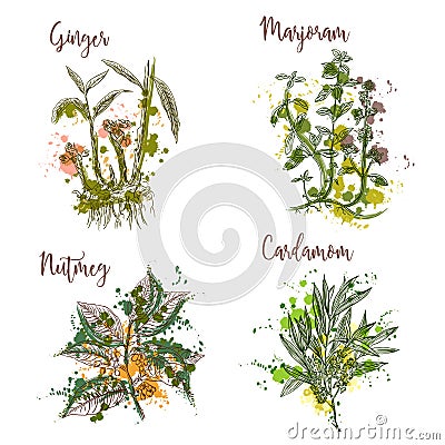 Cooking herbs and spices in watercolor style . Ginger, marjoram, nutmeg, cardamom. Vector Illustration