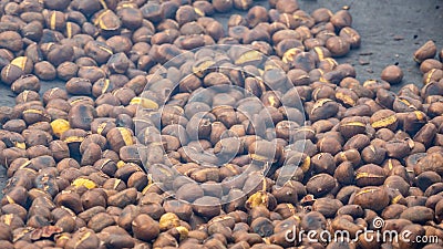 Cooking a large amount of chestnuts on a brazier. Fall season. Chestnut Festival Stock Photo