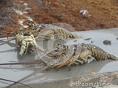 Cooking the lobster in Belize style Stock Photo