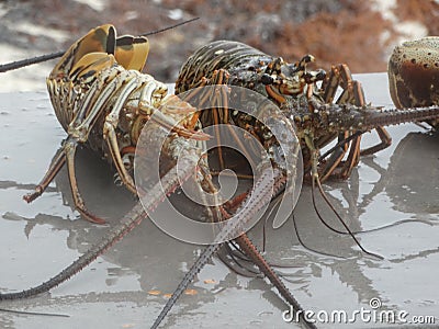 Cooking the lobster in Belize style Stock Photo