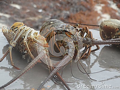 Cooking the lobster in Belize style Stock Photo