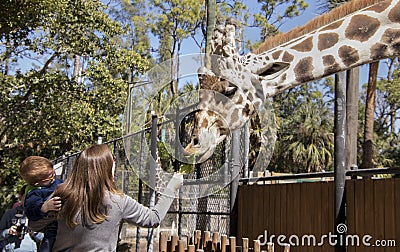 Feeding Giraffe at Naples Zoo Editorial Stock Photo