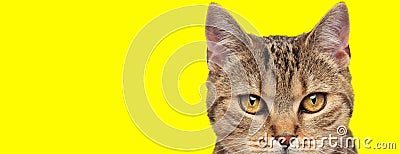 Cool beautiful cat on yellow background Stock Photo