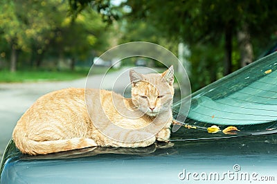 Cool beautiful lazy fat cat resting on the trunk of the car Stock Photo