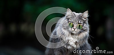 Cool cat wearing sunglasses outdoors with copy space Stock Photo