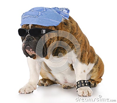 Cool dog Stock Photo