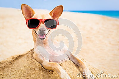 Cool dog at the beach Stock Photo