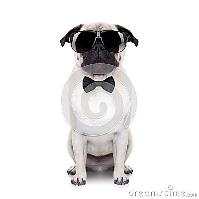 Cool dog Stock Photo