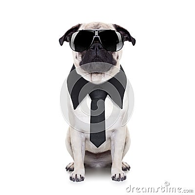 Cool dog Stock Photo