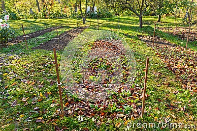 Cool flowers. Flowerbed of cold hardy seedlings mulched with thick layer of fallen leaves. Growing winter hardy annuals. Stock Photo