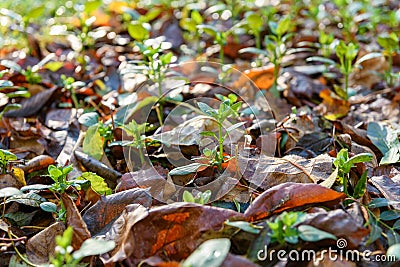 Cool flowers. Flowerbed mulched with thick layer of fallen leaves. Growing winter hardy annuals. Stock Photo