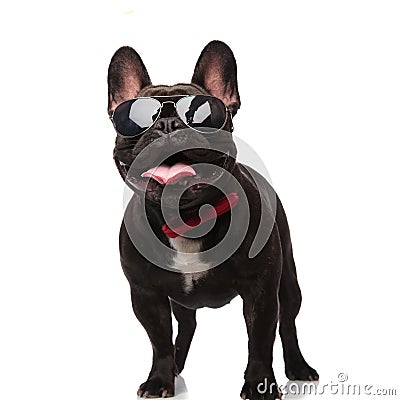 Cool french bulldog with sunglasses and bowtie looks up Stock Photo