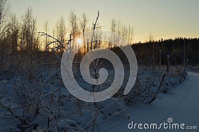 Cool the frozen winter forest in the morning at sunrise Stock Photo