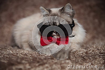 Cool gangster cat wearing sunglasses and red bowtie Stock Photo