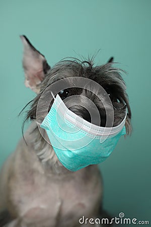 cool gray schnauzer in a medical protective mask against diseases on a light green background Stock Photo