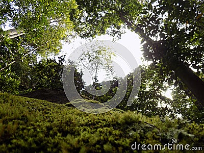 Cool Green florest Jungle Stock Photo