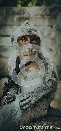 The cool monkey Stock Photo