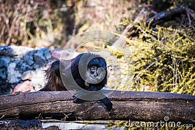 Cool monkey sitting on wood Stock Photo