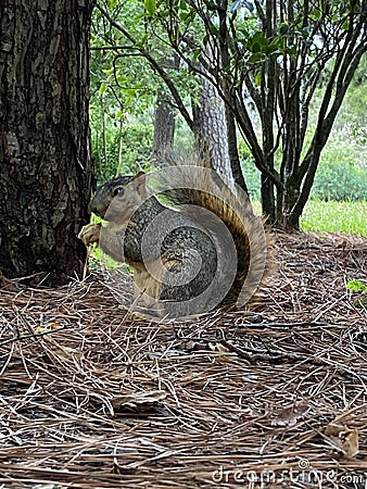 Cool Perspectives in the Asian Garden in Houston Texas Stock Photo