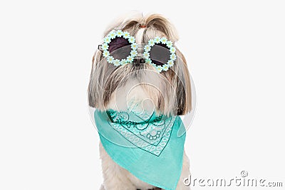 cool shih tzu puppy wearing sunglasses and blue and po bandana and posing Stock Photo