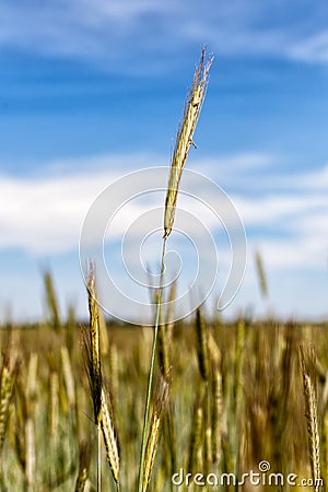 Cool Spikelets in green field Stock Photo