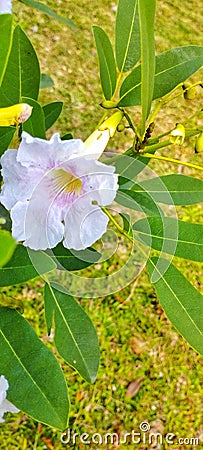 Cool white flower Stock Photo