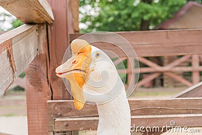 Cool white goose Stock Photo