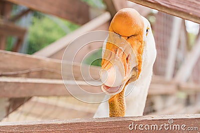 Cool white goose Stock Photo