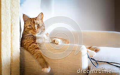 Coolest cat sitting in a chair Stock Photo