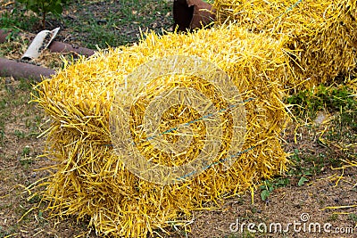 Coolies of straw from the new crop lie on the ground near the yard Stock Photo