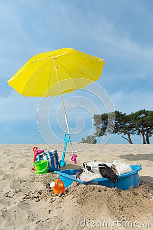 Cooling down for dog at the beach Stock Photo
