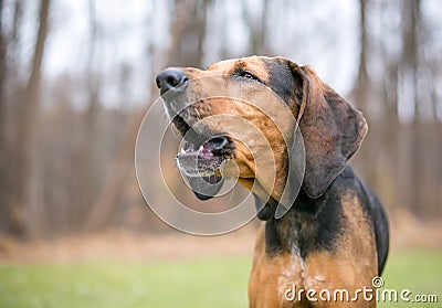 A Coonhound dog barking or howling Stock Photo