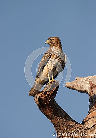 Cooper Hawk Stock Photo