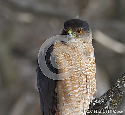 Cooper hawk in hunting mode Stock Photo