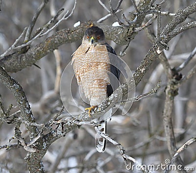 Cooper hawk in hunting mode Stock Photo