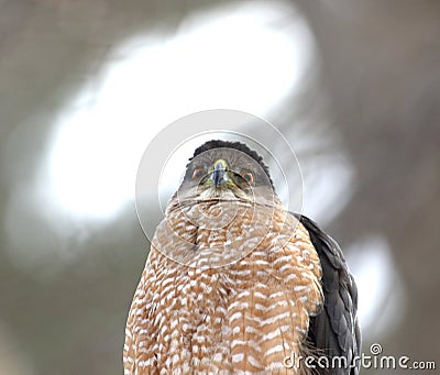 Cooper hawk in hunting mode Stock Photo