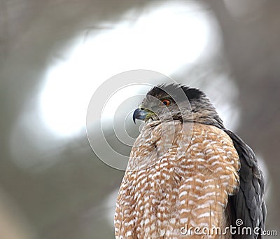 Cooper hawk in hunting mode Stock Photo